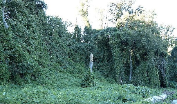 This highly invasive plant is native to Asia, but was introduced to the United States in the 1800’s. It tends to propagate quickly and kill other plant species in the process.