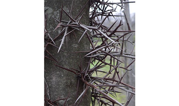 While it’s not toxic, the thorns are quite terrifying. In fact, its other name is “thorny locust.”