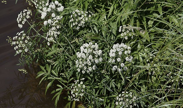 Also known as Cicuta, this highly toxic plant, one of the most toxic in North America, looks a lot like Queen Anne’s Lace (Daucus carota). You don’t want to confuse them. Once ingested, this plant will cause nausea, vomiting, and seizures to name a few symptoms.