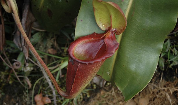 Although they get their name from monkeys that drink water out of the pitcher, these carnivorous plants have been known to trap and eat prey as big as small birds.