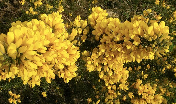 Although it’s not toxic, it’s big, invasive, and hard to remove. Furthermore, it grows really fast and can cover an entire hillside with its spikes before you even realize what happened.