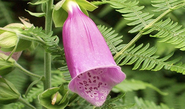 Eating this attractive plant can cause everything from digestive issues to cardiac arrest and death.