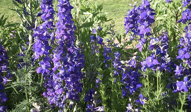 This plant is toxic to both people and animals. In fact, it has been responsible for fairly heavy livestock losses in the western United States.