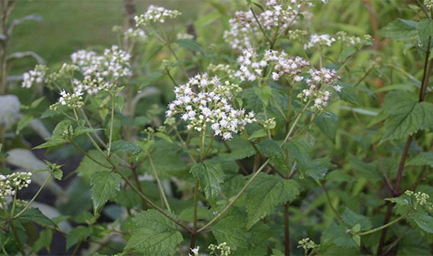 This plant can be toxic even if it is consumed second hand. In fact, Abraham Lincoln’s grandmother reportedly died after drinking cow milk that had been affected.