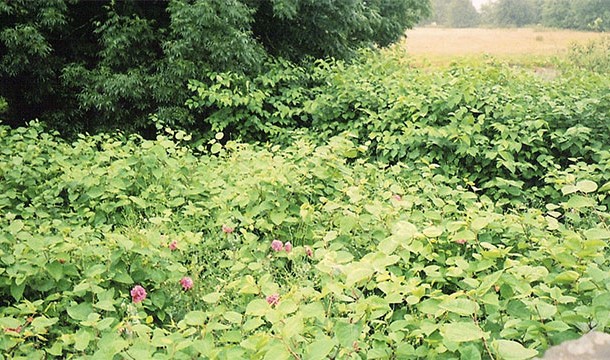 Native to Asia, this species is considered invasive in North America and Australia. In fact, it’s illegal to have it growing on your property in the latter. It’s root system has been known to damage the foundations of buildings and roads.