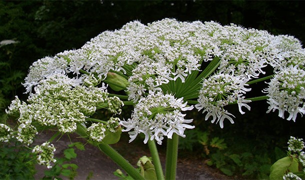 The sap from this plant can cause permanent scars and if it touches your eyes, blindness.