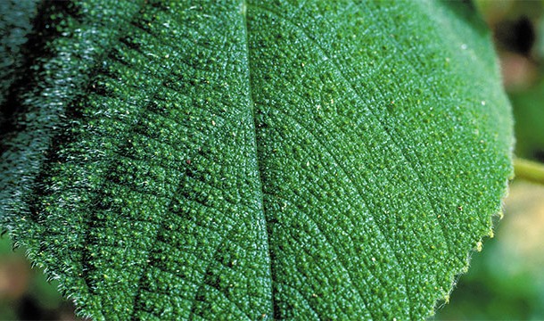 This plant is covered in hairs that have been known to cause so much pain that allegedly people kill themselves to escape it. Interestingly enough, without the hairs, the fruit is edible.