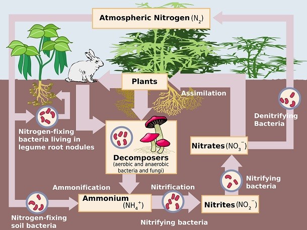 Though it may seem like a lofty term, nitrogen fixation is responsible for the explosion of the human population. By converting atmospheric nitrogen into ammonia, we were able to produce highly effective fertilizers which allowed the same plot of land to increase its production, greatly improving our agricultural outputs.