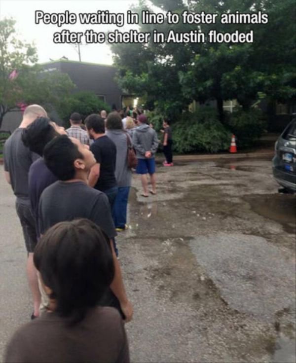 remind you life is beautiful - People waiting in line to foster animals after the shelter in Austin flooded