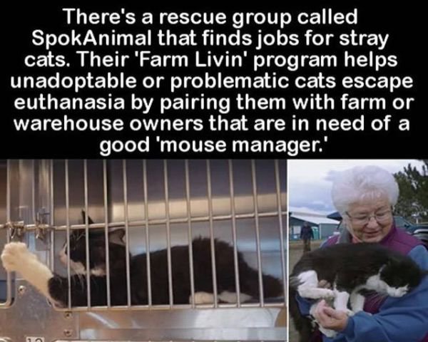 you meet someone you two - There's a rescue group called SpokAnimal that finds jobs for stray cats. Their 'Farm Livin' program helps unadoptable or problematic cats escape euthanasia by pairing them with farm or warehouse owners that are in need of a good