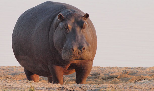 Is a hippopotamus a hippopotamus or just a really cool opotamus?
