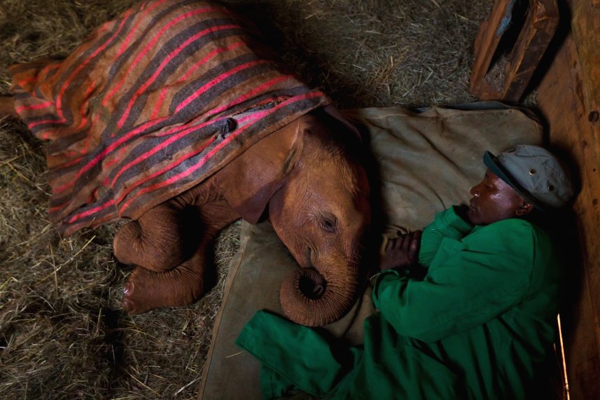 Elephant orphanage in Nairobi
