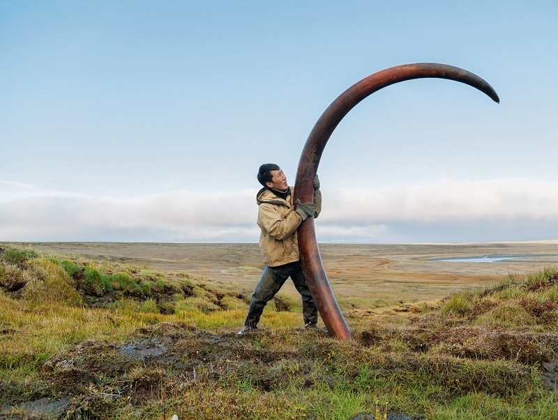 A mammoth tusk sticking out of the ground in a Siberian riverbed
