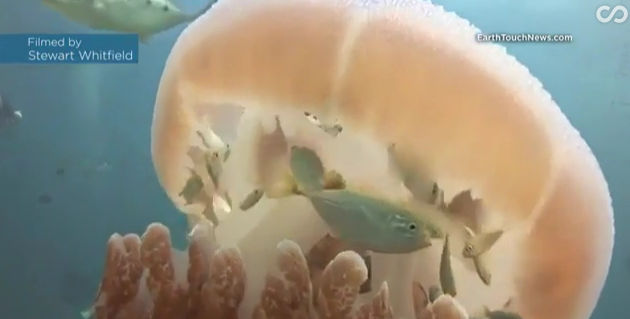 School of young fish using a jellyfish as protection from circling predators