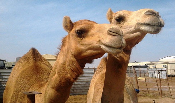 Saudi Arabia imports sand and camels from Australia.