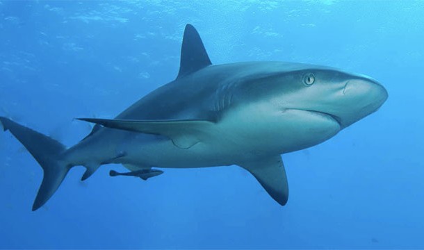 Sharks have been around longer than trees. Sharks have been around for 400 million years; trees for 350 million years.