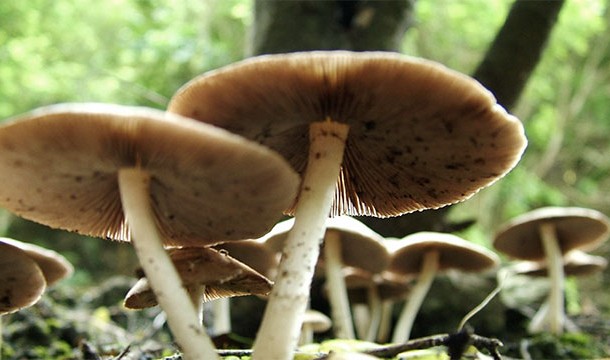 Mushrooms are more closely related to humans genetically than to plants.
