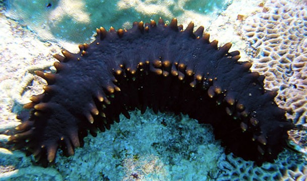 Just as with mushrooms, humans are genetically more closely related to sea cucumbers than to insects.