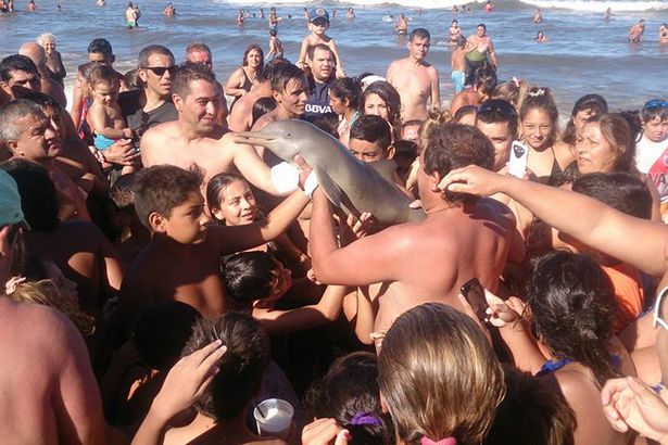 Young dolphin dies when it’s carried on the beach for people to stroke and take photographs. The rare species, which quickly dies when out of the water, lay dying on the beach as the crowd continued to take pictures