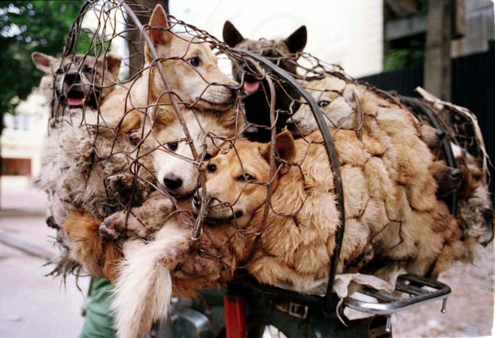 Dogs crammed in cages for transport to slaughter for the Yulin Dog Meat Festival