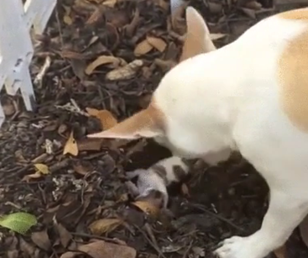 Sad mama dog buries her dead pup