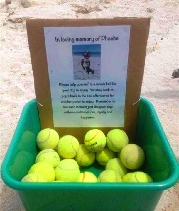 An Australian family honored their dog Phoebe in an original and very kind way by placing a plastic bin filled with tennis balls at a beach. The sign reads: “Please help yourself to a tennis ball for your dog to enjoy. You may wish to pop it back in the box afterwards for another pooch to enjoy. Remember to live each moment just like your dog; with unconditional love, loyalty and happiness.”