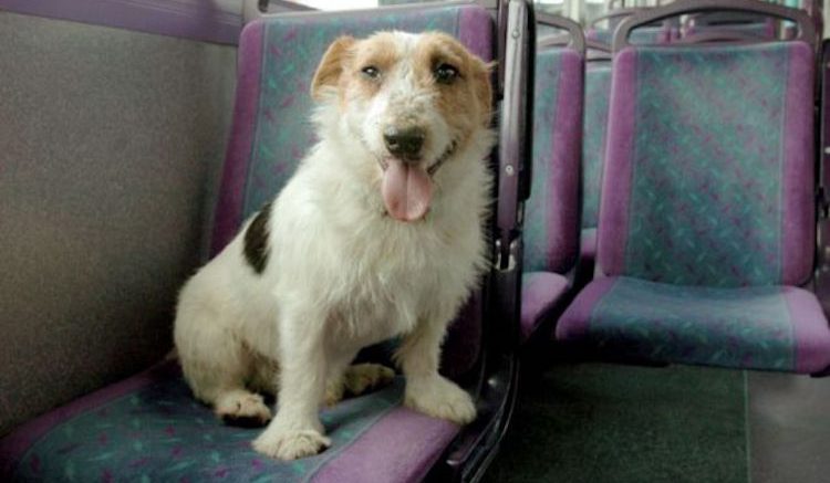 A Jack Russell used to catch the bus to his favourite pub in York, UK all by himself. Jumping on the No.10 near his house, he would visit The Black Bull where he had his own water dish and a regular supply of sausages, before getting a lift home at closing time with one of the barmaids.