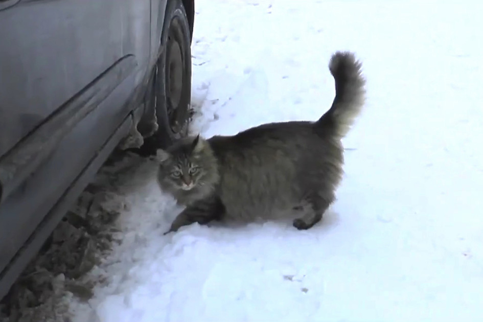 A cat named Masha saved a baby’s life. The long-haired red tabby found an abandoned baby in a box in the snow and climbed in to keep the baby warm and meowed to get the attention of a passerby. The abandoned baby was rescued unharmed.