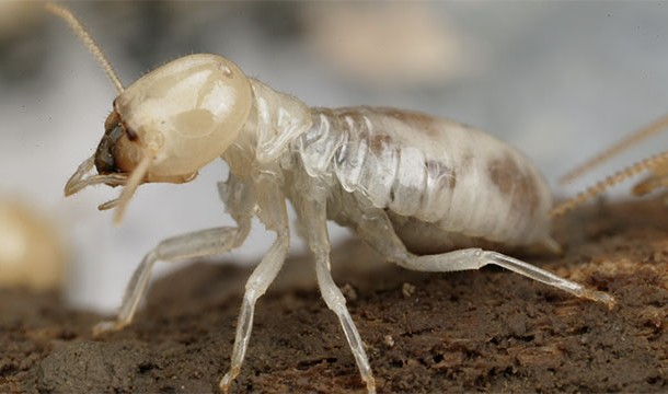 A termite walks into a bar and asks, "Is the bar tender here?"