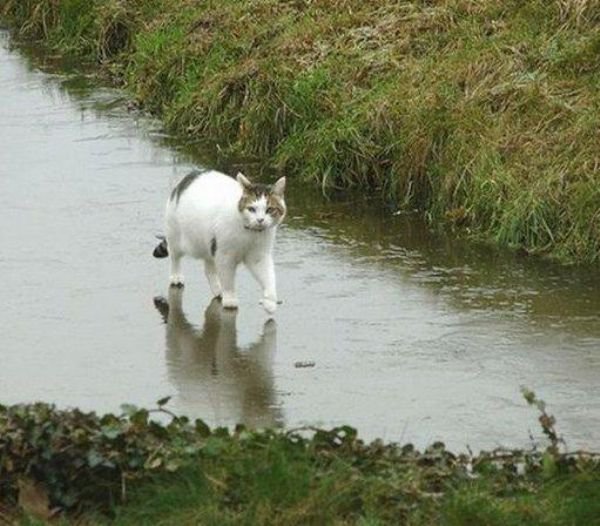 cat jesus