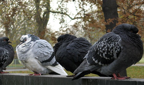 Pigeons can count while dogs can't.