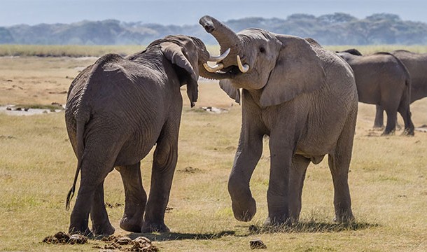 Elephants can move their skin to crush mosquitoes between the rolls.