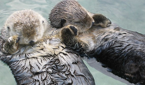 Otters hold hands while they sleep so that they don't drift apart from each other.