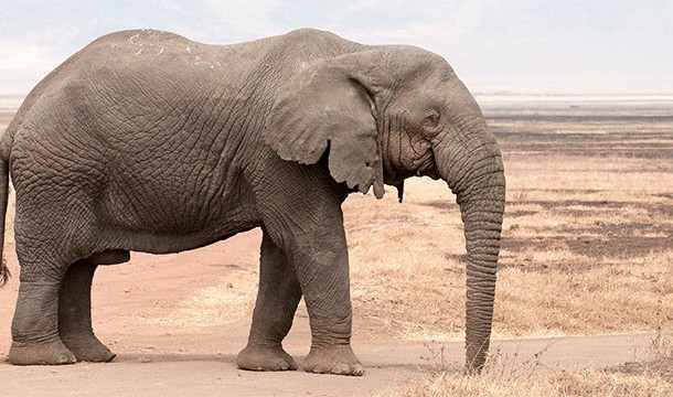 Elephants suck on their trunks like babies suck on their thumb.