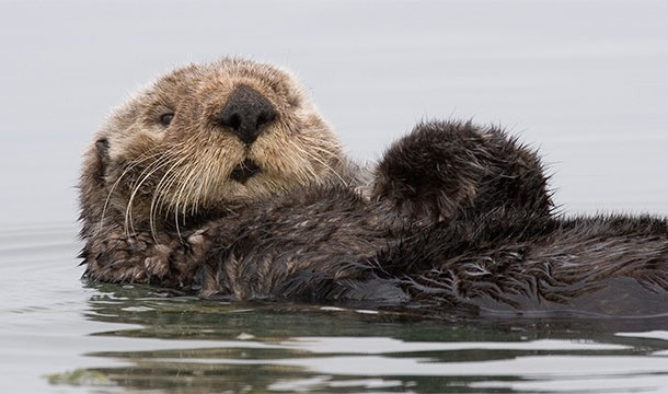 Every sea otter keeps a special rock in its pouch that it uses to break open clams and shellfish.