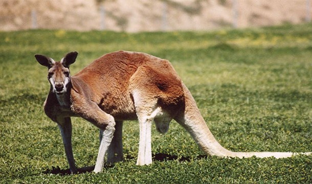Kangaroos can't jump backwards.