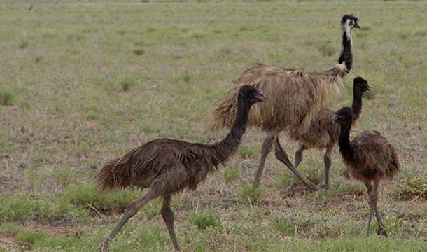 Australia once lost a war fighting against emus. (It was actually called the Great Emu War.)