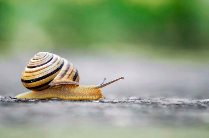 Use Coke to kill and ward off snails or slugs.