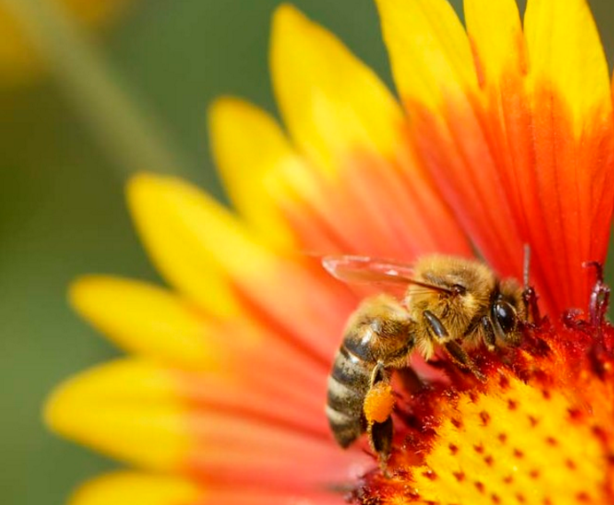 Keep bees away from your outdoor party with a dish of Coke.