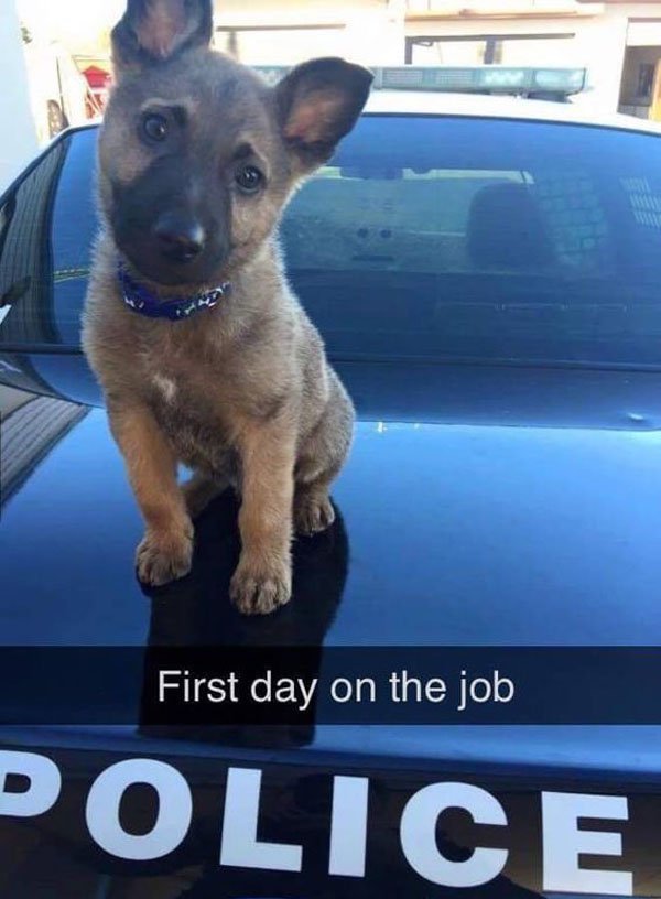 police dog puppy first day - First day on the job Police