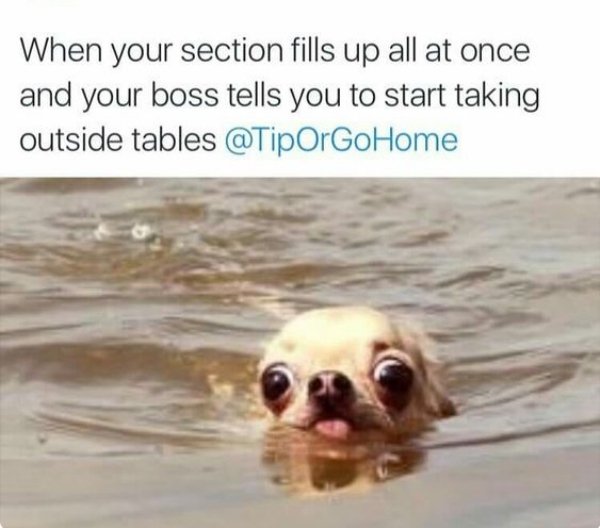 chihuahuas funny - When your section fills up all at once and your boss tells you to start taking outside tables
