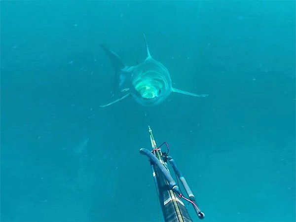 great white spear fishing