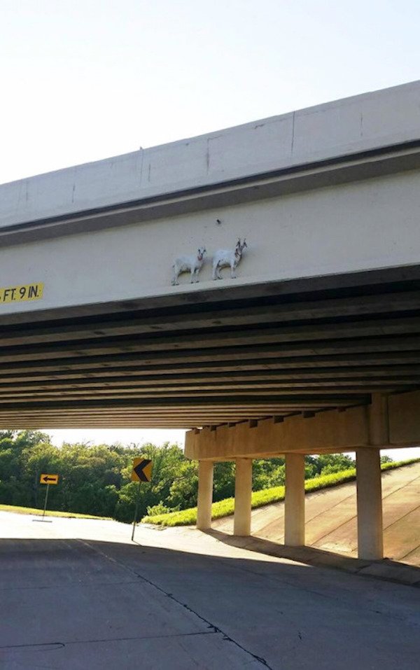 goats on overpass - FT9IN.