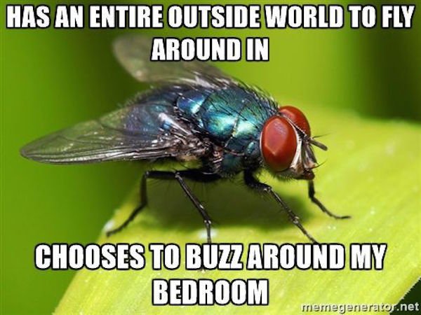 phobia of flies - Has An Entire Outside World To Fly Around In Chooses To Buzzaround My Bedroom meregenerator.net