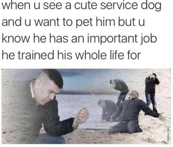 forgot headphones at home - when u see a cute service dog and u want to pet him butu know he has an important job he trained his whole life for 10