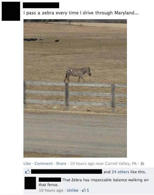 epic facebook comments - pass a zebra every time I drive through Maryland... Comment 10 hours ago near Carroll Valley, Pa & and 24 others this. That Zebra has impeccable balance walking on that fence. 10 hours ago Un 5