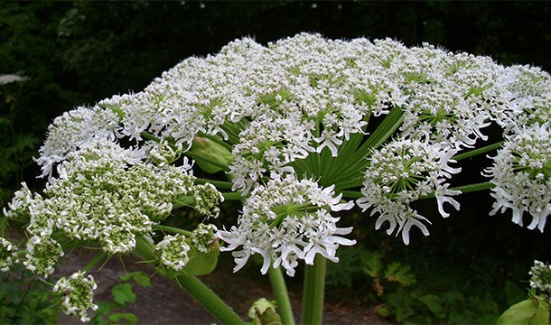 Hogweed. Just touching this plant can give you third degree burns.