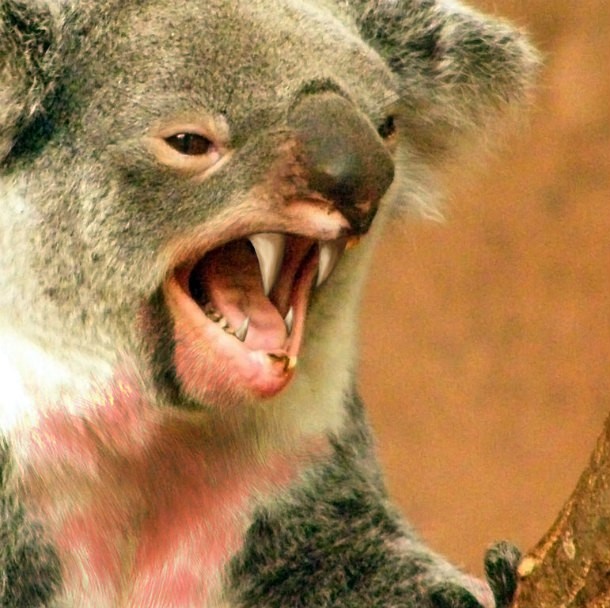 Australia. The drop bears are particularly vicious (google it).