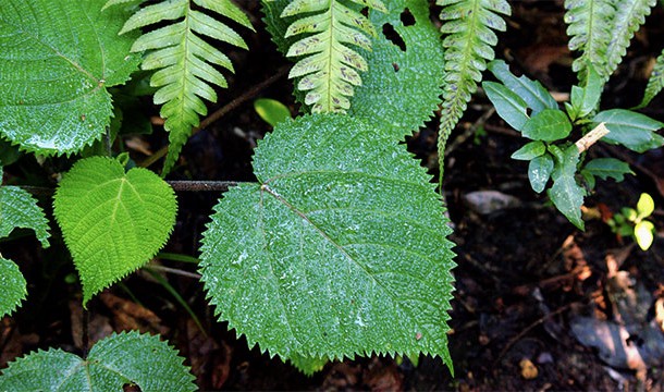 The suicide plant. Known as Dendrocnide moroides, just brushing against this Australian tree causes so much pain that people have been said to kill themselves. And not just people – horses and other animals have allegedly run themselves off of cliffs following stings.