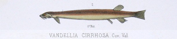 Vampire fish. Never urinate into the Amazon. If you do, vampire fish (candiru) might end up swimming into your bladder.